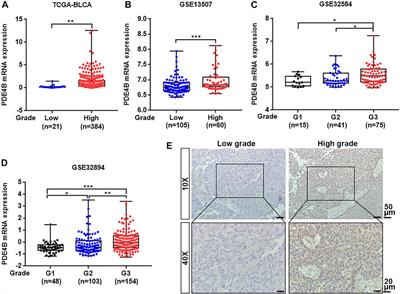 PDE4B Induces Epithelial-to-Mesenchymal Transition in Bladder Cancer Cells and Is Transcriptionally Suppressed by CBX7